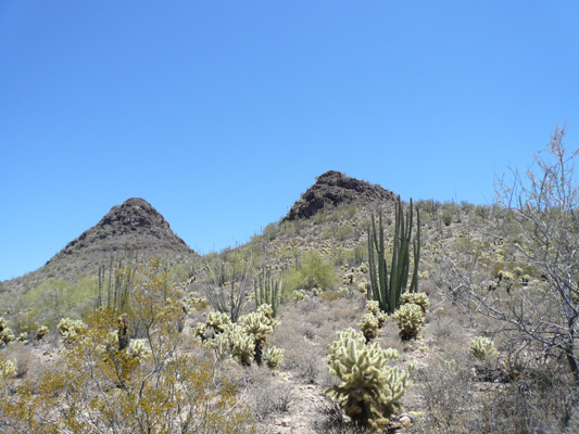 Organ Pipe NM
