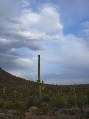 Saguaro NP
