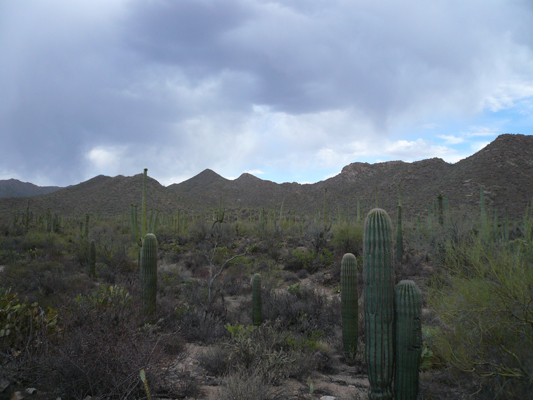 Saguaro NP
