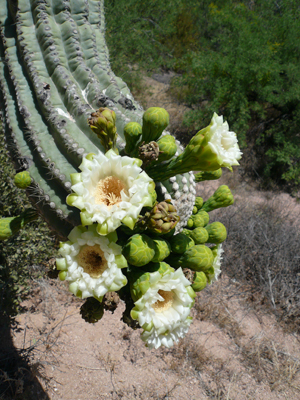 Apache Trail
