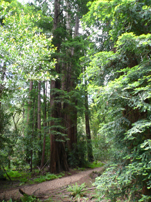 Muir Woods
