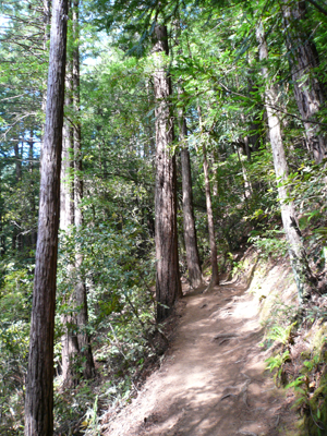 Muir Woods

