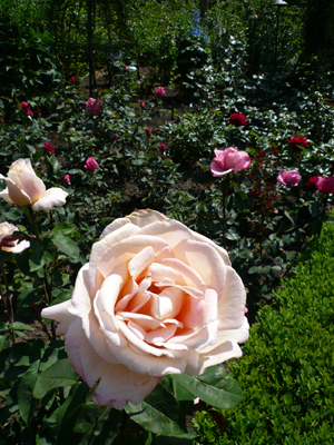 Butchart Gardens
