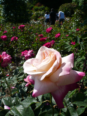 Butchart Gardens
