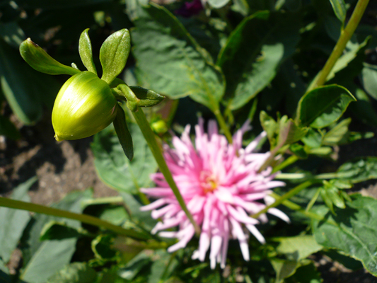 Butchart Gardens
