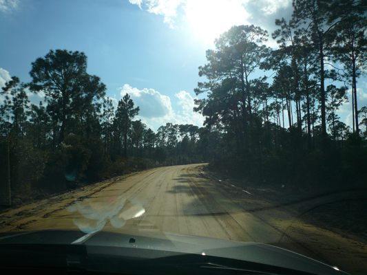 Ocala National Forest
