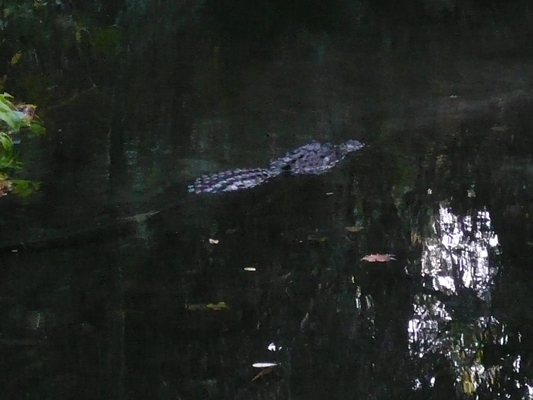 Juniper Springs, Florida
