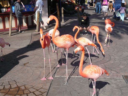Busch Gardens Tampa
