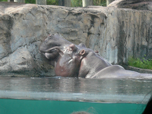 Busch Gardens Tampa
