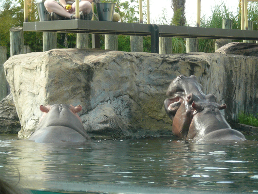 Busch Gardens Tampa
