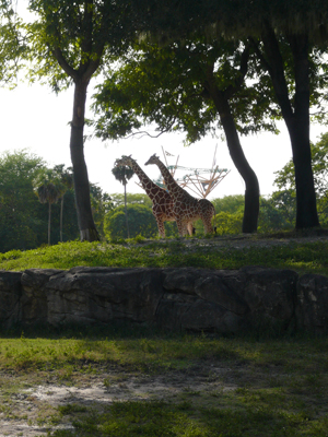 Busch Gardens Tampa
