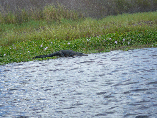 Myakka River SP, Florida
