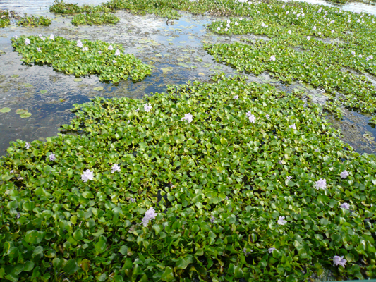 Myakka River SP, Florida
