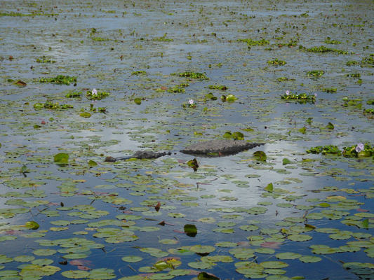 Myakka River SP, Florida
