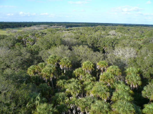 Myakka River SP, Florida
