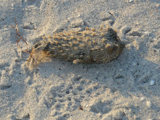 Gasparilla Beach 
