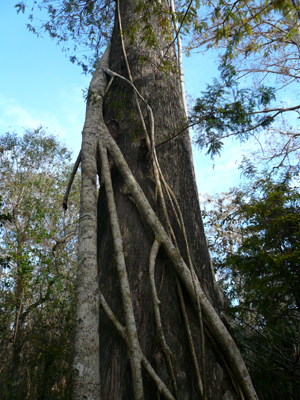 Fakahatchee Strand Preserve
