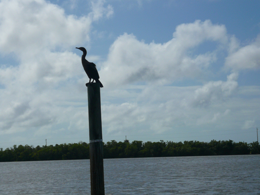 Everglades
