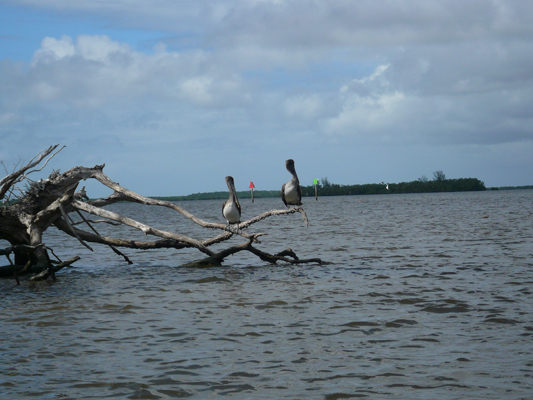 Everglades
