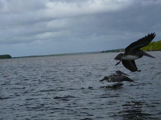 Everglades
