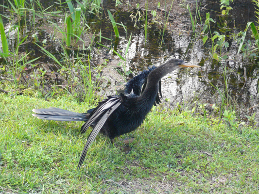 Everglades
