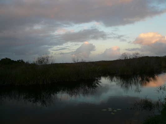 Everglades
