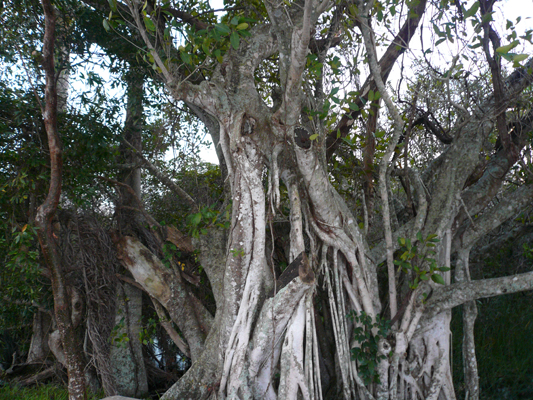 Everglades
