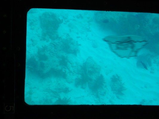 Glass Bottom Boat Tour John Pennekamp Coral Reef
