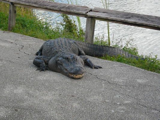 Everglades
