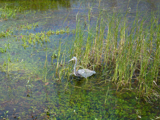 Everglades
