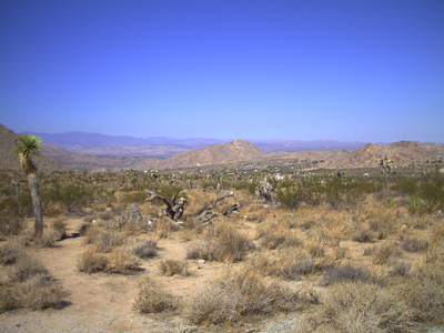 Joshua Tree NP
