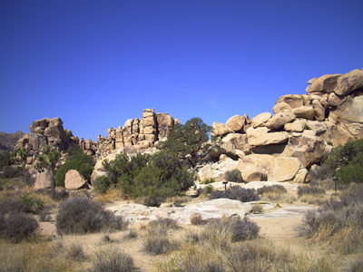 Joshua Tree NP
