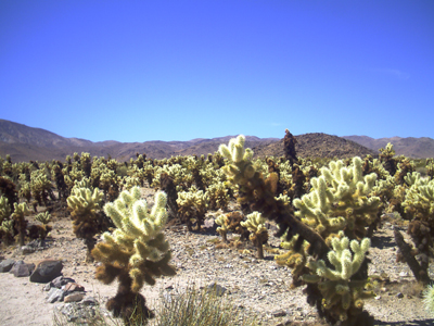 Joshua Tree NP
