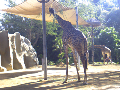 San Diego Zoo
