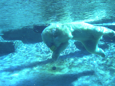 San Diego Zoo
