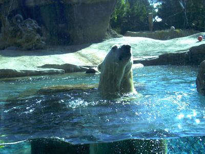 San Diego Zoo
