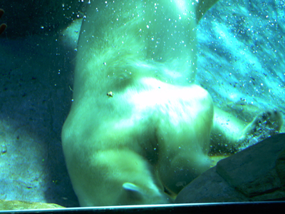 San Diego Zoo
