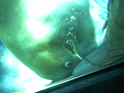 San Diego Zoo
