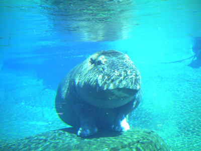 San Diego Zoo
