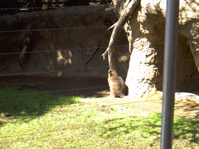 San Diego Zoo
