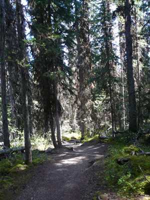 Lake Louise - Fairview Trail
