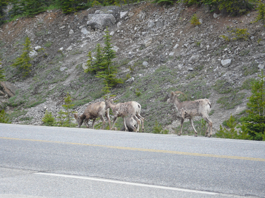 Icefields Parkway
