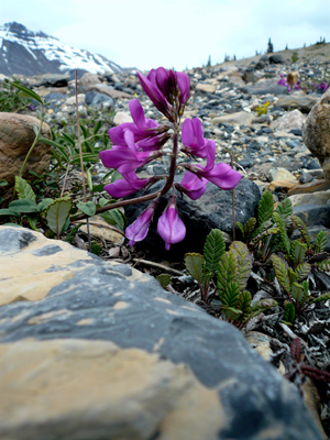 Wildflower
