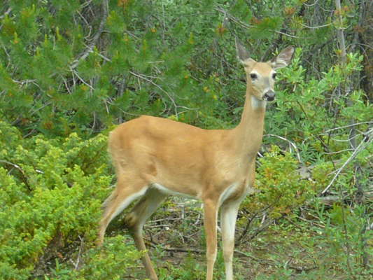 Jasper NP
