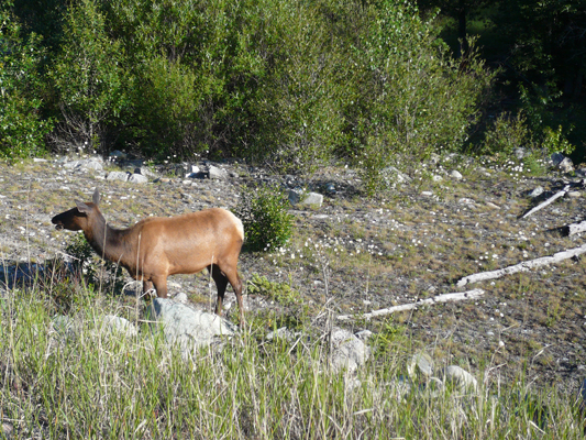 Jasper NP
