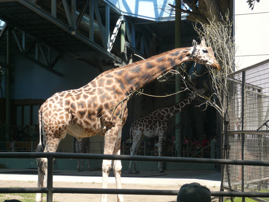 Calgary Zoo
