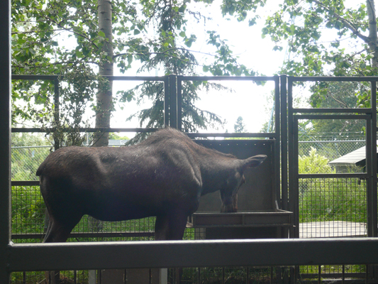 Calgary Zoo
