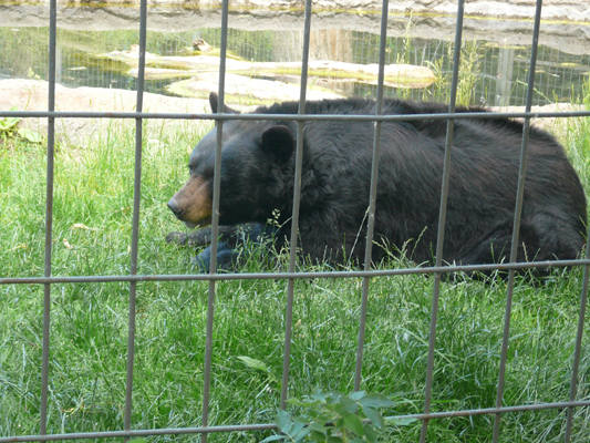 Calgary Zoo

