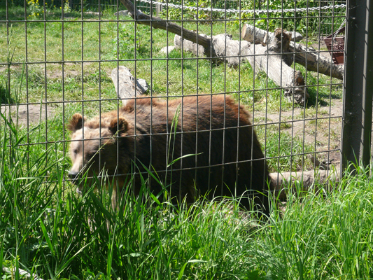 Calgary Zoo
