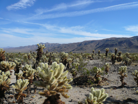 Joshua Tree NP
